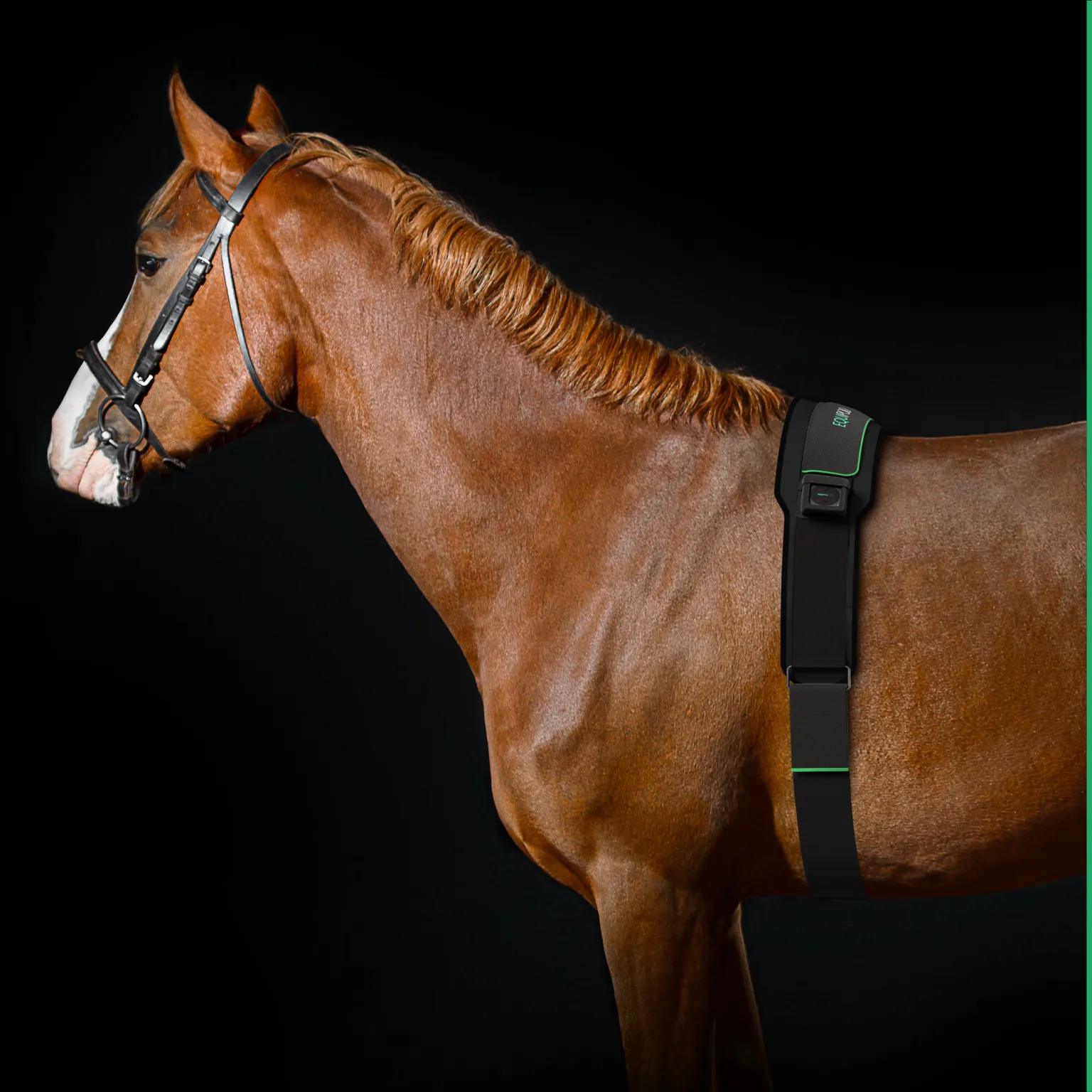 Horse receiving microcurrent treeatment during an equine massage session