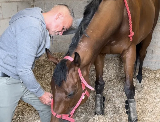 Horse being encouraged to stretch and relax into the massage therapy