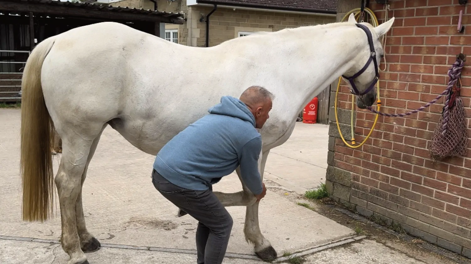 Horse being stretched during massage session