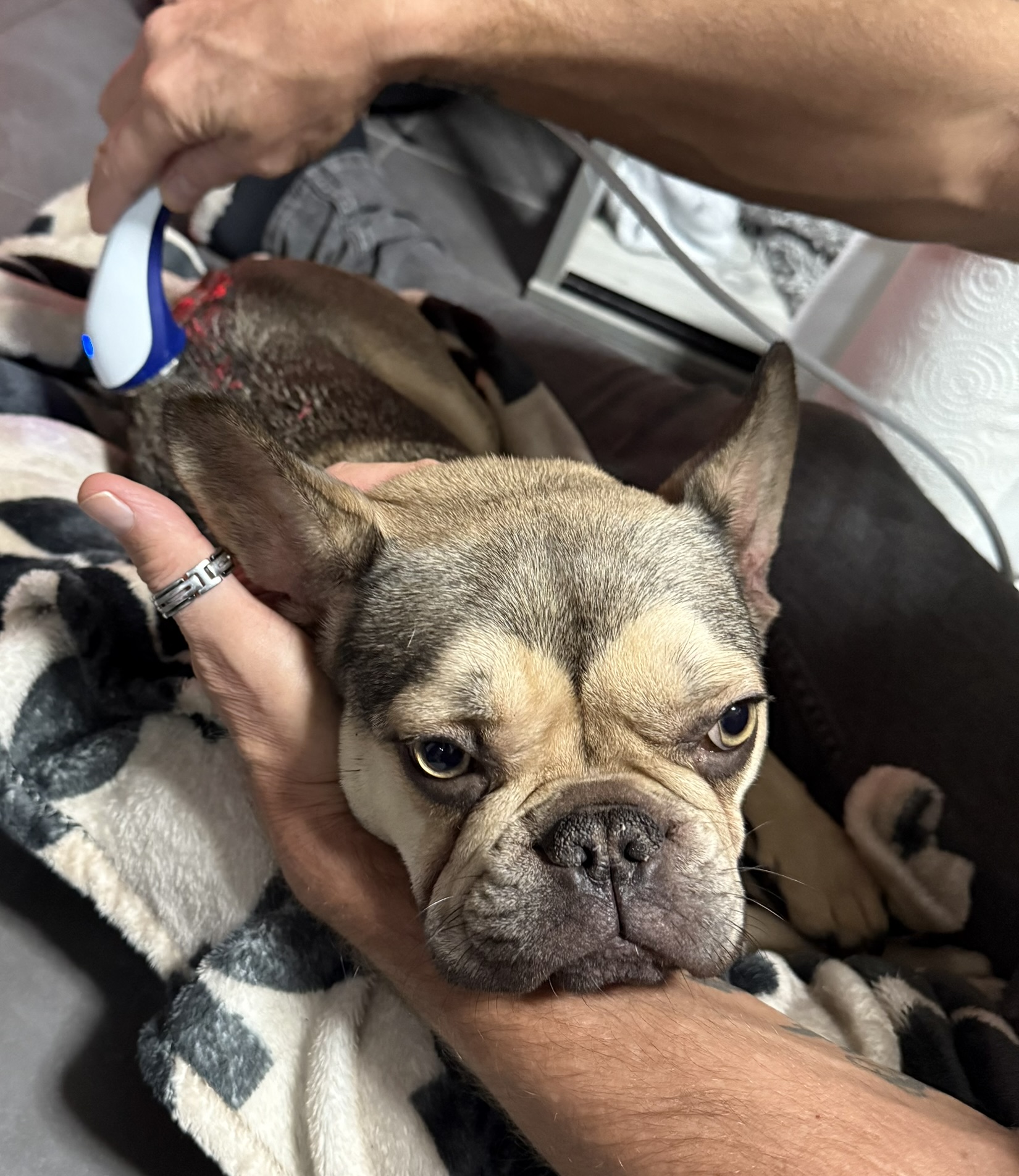 Close-up of a dog who has IVDD receiving  therapeutic ultrasound to help with swelling & pain.